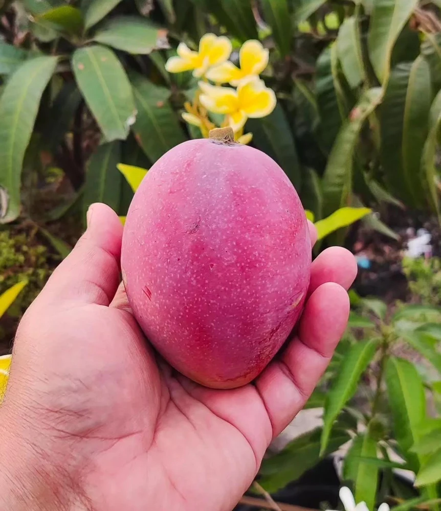 Miyazaki Mango Tree Live Plant – Egg of the Sun Variety – Grafted – 2-3 ft Tall – Tropical Fruit Tree - Image 3