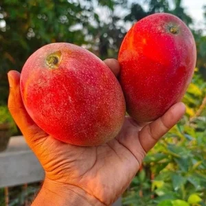 Miyazaki Mango Tree Live Plant – Egg of the Sun Variety – Grafted – 2-3 ft Tall – Tropical Fruit Tree - Image 4