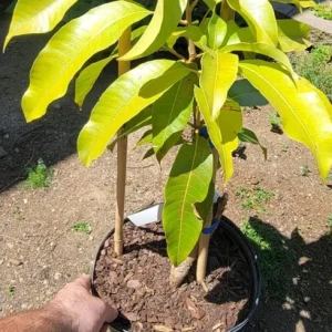Miyazaki Mango Tree Live Plant – Egg of the Sun Variety – Grafted – 2-3 ft Tall – Tropical Fruit Tree - Image 5