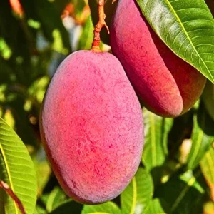 Miyazaki Mango Tree Live Plant – Egg of the Sun Variety – Grafted – 2-3 ft Tall – Tropical Fruit Tree - Image 1