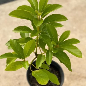 Monroe Avocado Live Fruit Tree - Grafted (30-48 inches tall) - Outdoor - Image 2