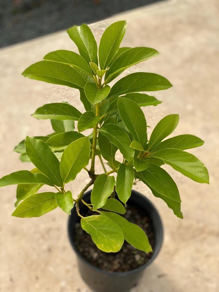 Monroe Avocado Live Fruit Tree - Grafted (30-48 inches tall) - Outdoor - Image 2