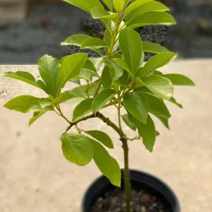 Monroe Avocado Live Fruit Tree - Grafted (30-48 inches tall) - Outdoor - Image 4