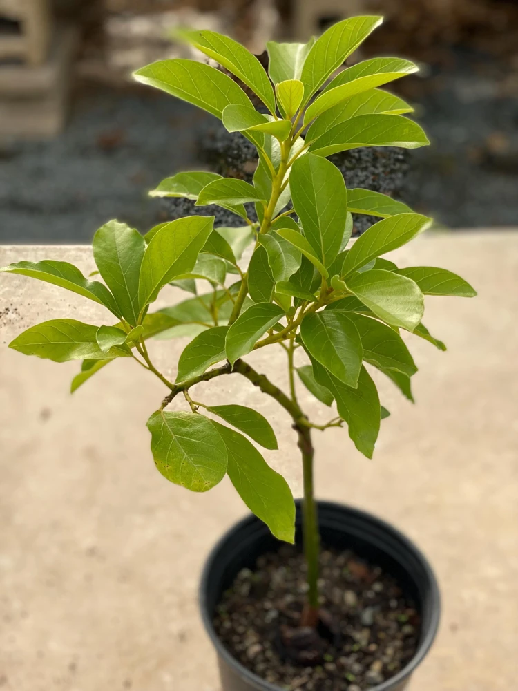 Monroe Avocado Live Fruit Tree - Grafted (30-48 inches tall) - Outdoor - Image 4