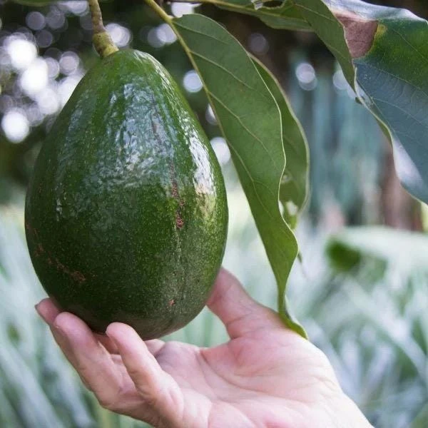 Monroe Avocado Live Fruit Tree - Grafted (30-48 inches tall) - Outdoor - Image 5