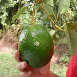 Monroe Avocado Live Fruit Tree - Grafted (30-48 inches tall) - Outdoor - Image 6