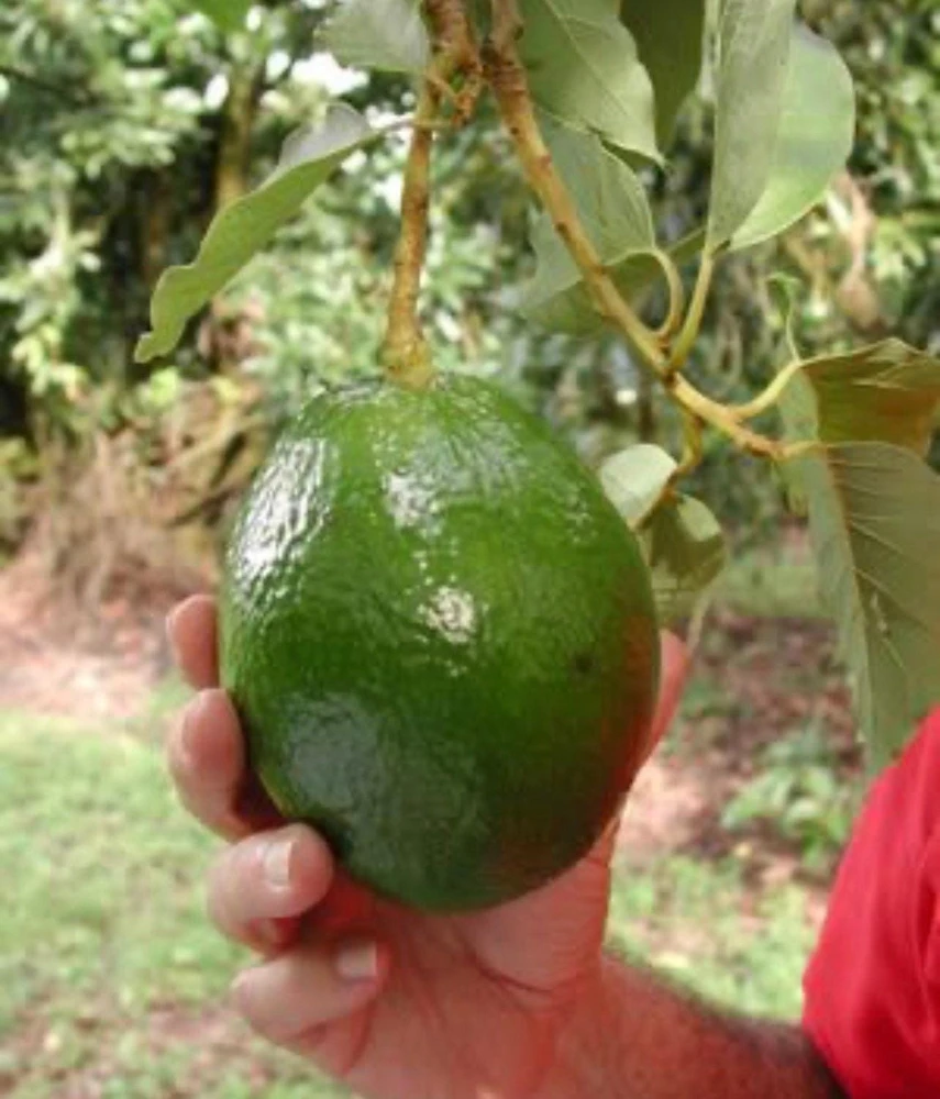 Monroe Avocado Live Fruit Tree - Grafted (30-48 inches tall) - Outdoor - Image 6