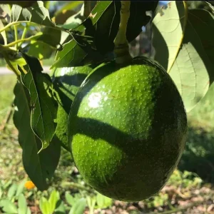 Monroe Avocado Live Fruit Tree - Grafted (30-48 inches tall) - Outdoor - Image 7