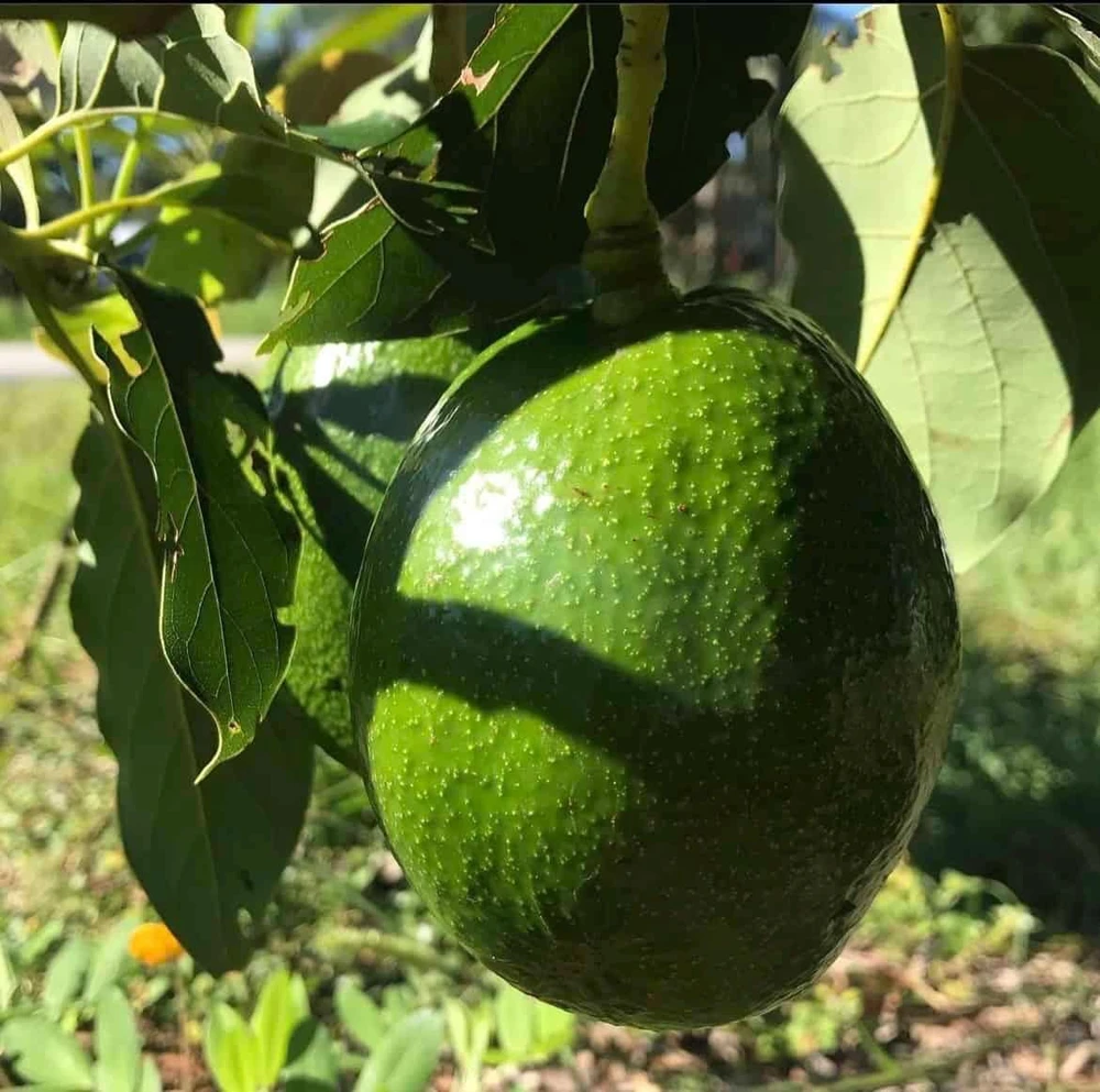 Monroe Avocado Live Fruit Tree - Grafted (30-48 inches tall) - Outdoor - Image 7