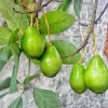 Monroe Avocado Live Fruit Tree - Grafted (30-48 inches tall) - Outdoor - Image 1
