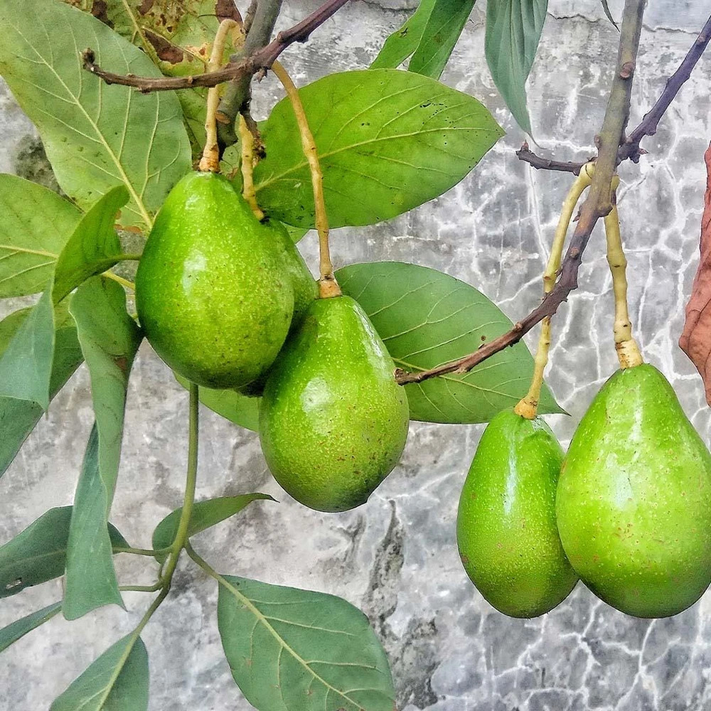 Monroe Avocado Live Fruit Tree - Grafted (30-48 inches tall) - Outdoor - Image 1