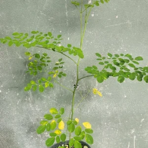 Moringa Oleifera Live Tree Plant - 1-2 ft Tall, Fast Growing, Deciduous - Image 2