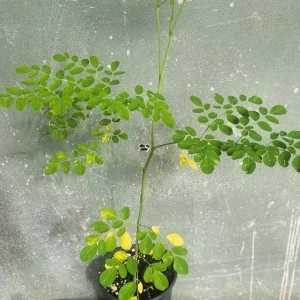 Moringa Oleifera Live Tree Plant - 1-2 ft Tall, Fast Growing, Deciduous - Image 3