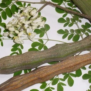 Moringa Oleifera Live Tree Plant - 1-2 ft Tall, Fast Growing, Deciduous - Image 4