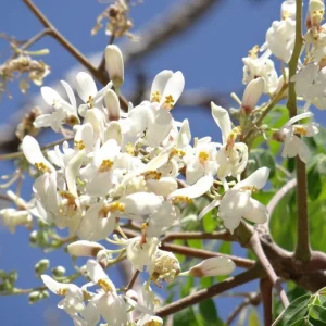 Moringa Oleifera Live Tree Plant - 1-2 ft Tall, Fast Growing, Deciduous - Image 5