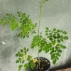Moringa Oleifera Live Tree Plant - 1-2 ft Tall, Fast Growing, Deciduous - Image 1