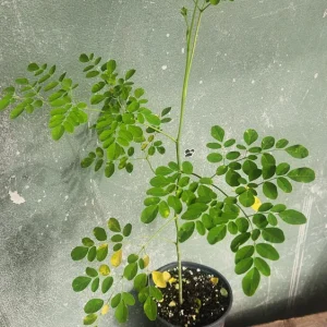 Moringa Oleifera Live Tree Plant - 1-2 ft Tall, Fast Growing, Deciduous - Image 1
