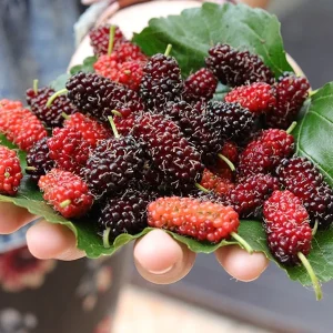 Mulberry Tree Live Plant – Morus – 2-3ft Tall – Fast Growing Fruit Tree - Image 2