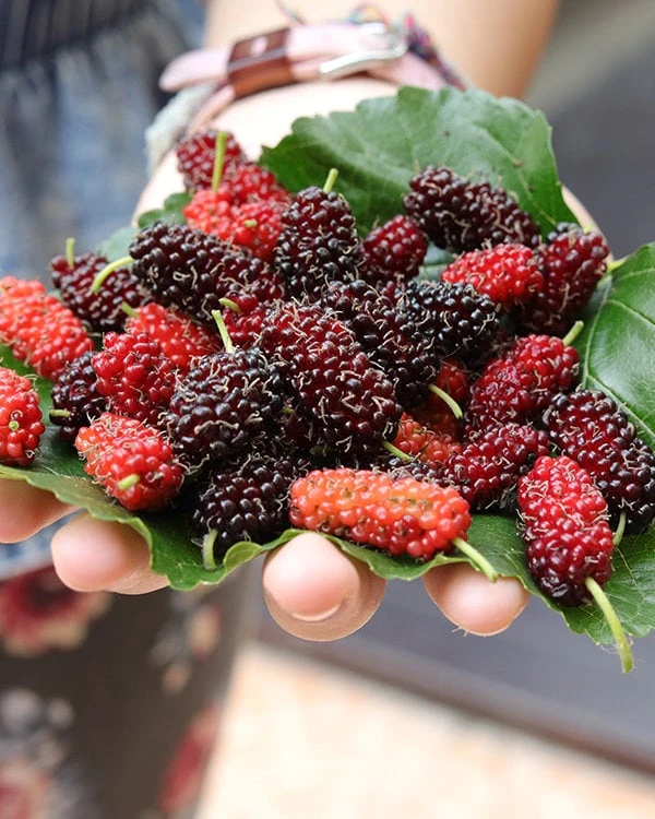 Mulberry Tree Live Plant – Morus – 2-3ft Tall – Fast Growing Fruit Tree - Image 2