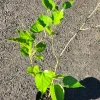 Mulberry Tree Live Plant – Morus – 2-3ft Tall – Fast Growing Fruit Tree - Image 1