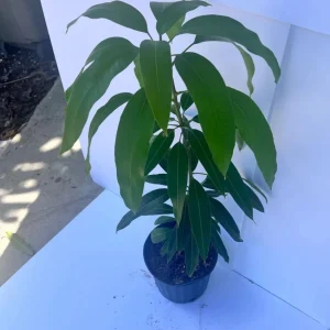 Nam Doc Mai Mango Tree Seedling - Live Tropical Fruit Plant - Image 3