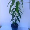 Nam Doc Mai Mango Tree Seedling - Live Tropical Fruit Plant - Image 1