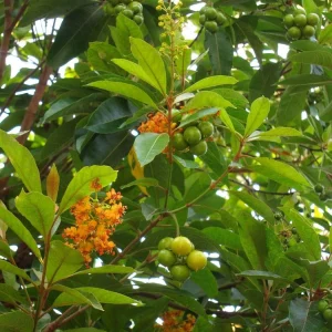 Nance Fruit Tree (Byrsonima crassifolia) Live Plant - Tropical Fruit - Image 2