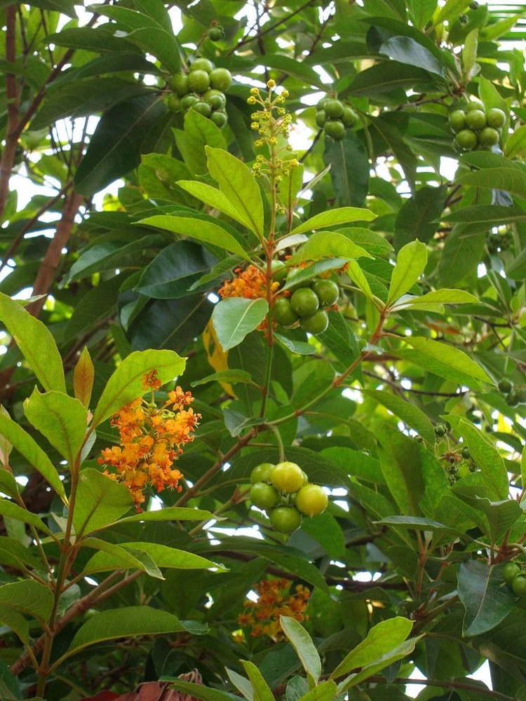 Nance Fruit Tree (Byrsonima crassifolia) Live Plant - Tropical Fruit - Image 2