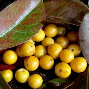 Nance Fruit Tree (Byrsonima crassifolia) Live Plant - Tropical Fruit - Image 3