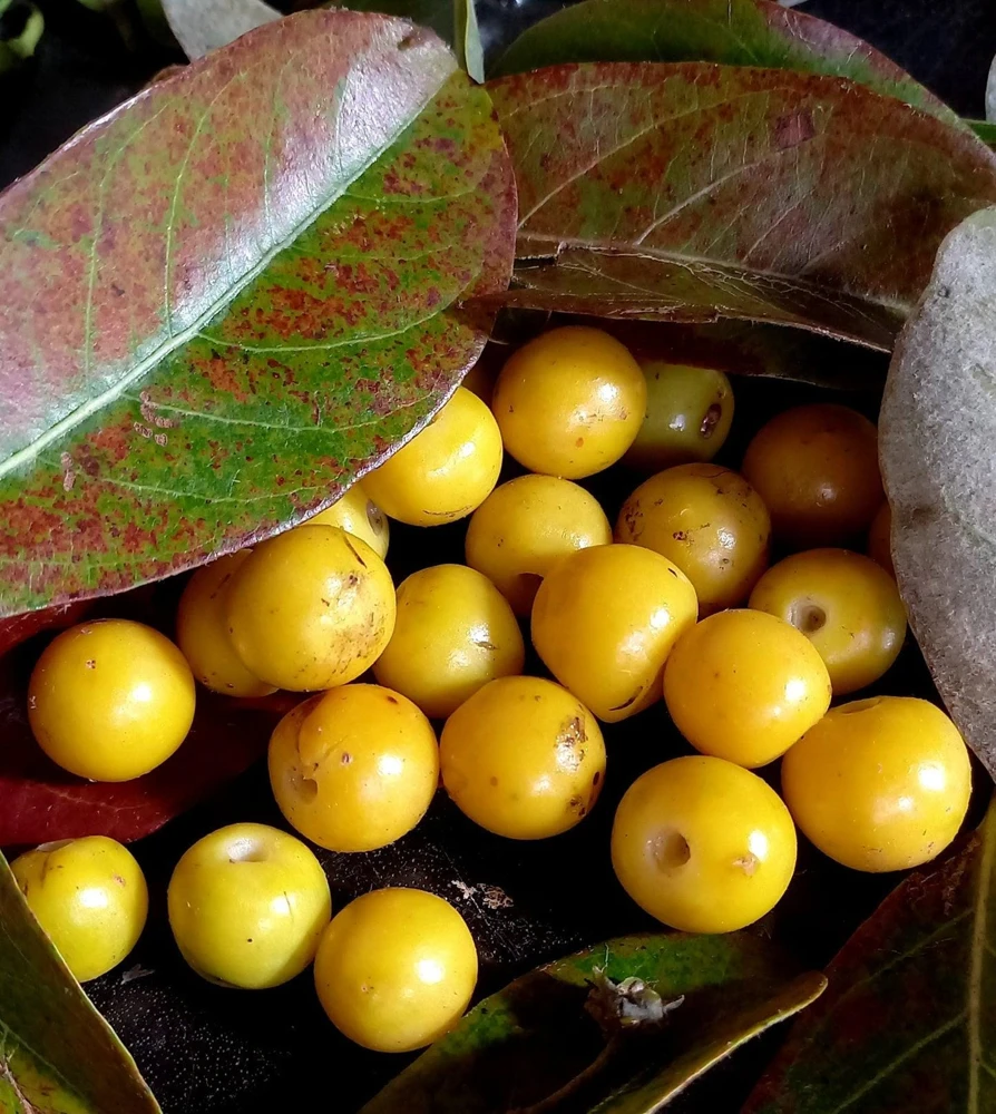 Nance Fruit Tree (Byrsonima crassifolia) Live Plant - Tropical Fruit - Image 3