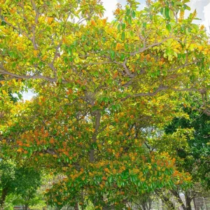 Nance Fruit Tree (Byrsonima crassifolia) Live Plant - Tropical Fruit - Image 4