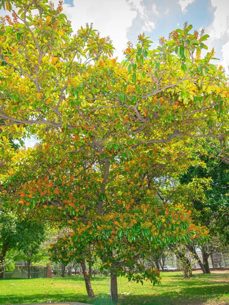 Nance Fruit Tree (Byrsonima crassifolia) Live Plant - Tropical Fruit - Image 4