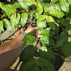 Nance Fruit Tree (Byrsonima crassifolia) Live Plant - Tropical Fruit - Image 5