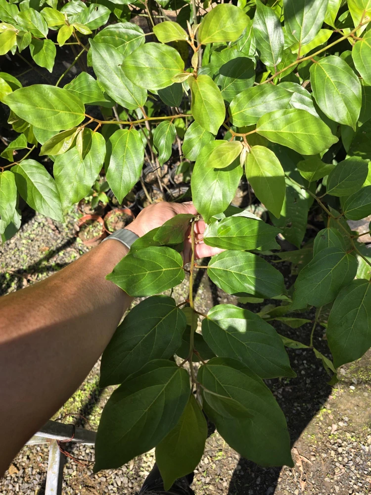 Nance Fruit Tree (Byrsonima crassifolia) Live Plant - Tropical Fruit - Image 5
