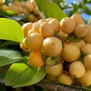 Nance Fruit Tree (Byrsonima crassifolia) Live Plant - Tropical Fruit - Image 1
