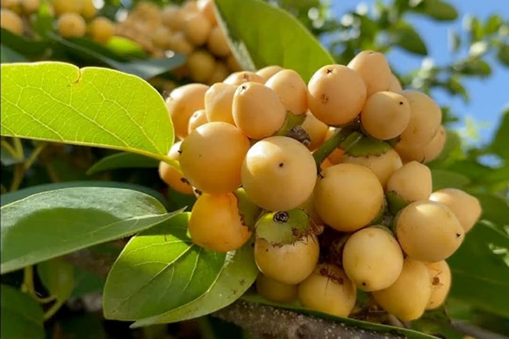 Nance Fruit Tree (Byrsonima crassifolia) Live Plant - Tropical Fruit - Image 1