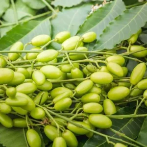 Neem Live Tree (Azadirachta indica) Tropical Plant 1-2 ft Tall Indoor/Outdoor - Image 2