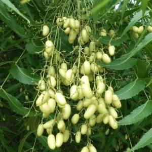 Neem Live Tree (Azadirachta indica) Tropical Plant 1-2 ft Tall Indoor/Outdoor - Image 3
