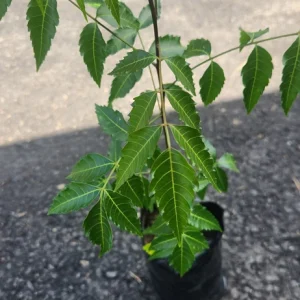 Neem Live Tree (Azadirachta indica) Tropical Plant 1-2 ft Tall Indoor/Outdoor - Image 4