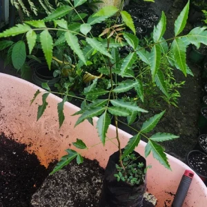 Neem Live Tree (Azadirachta indica) Tropical Plant 1-2 ft Tall Indoor/Outdoor - Image 5