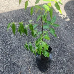Neem Live Tree (Azadirachta indica) Tropical Plant 1-2 ft Tall Indoor/Outdoor - Image 6