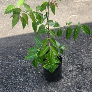 Neem Live Tree (Azadirachta indica) Tropical Plant 1-2 ft Tall Indoor/Outdoor - Image 1
