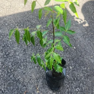 Neem Tree (Azadirachta indica) Live Plant – 10-24in Tall – Indoor/Outdoor - Image 6