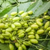 Neem Tree (Azadirachta indica) Live Plant – 10-24in Tall – Indoor/Outdoor - Image 1