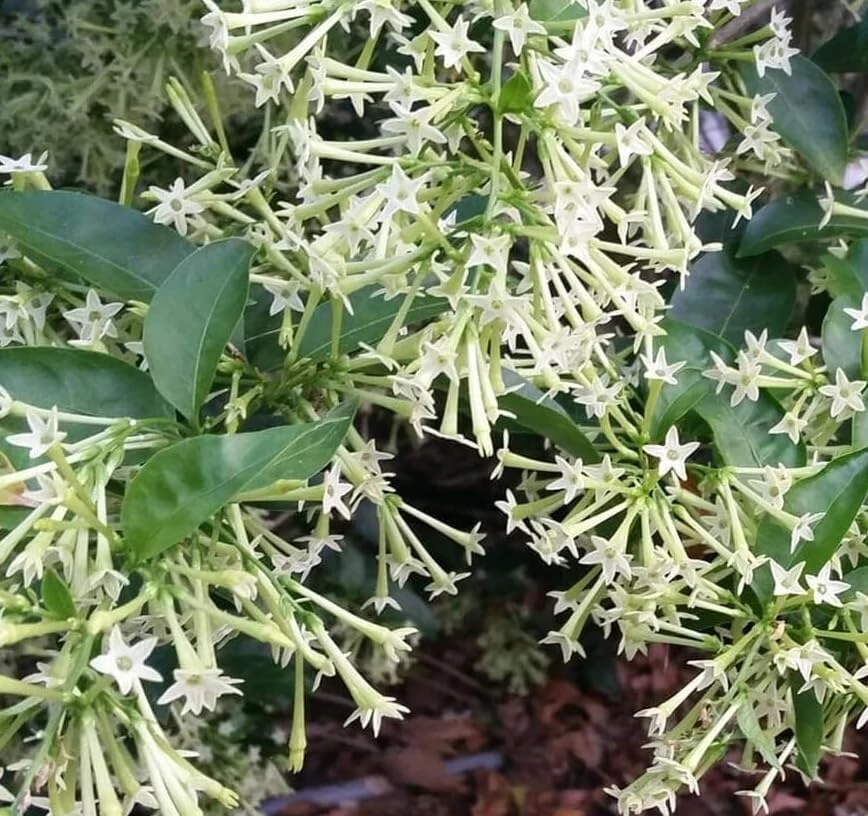 Night Blooming Jasmine Live Plants (Set of 2) - 4-6 Inch Fragrant Flowering Shrubs - Image 3
