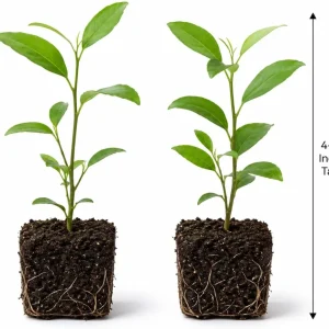 Night Blooming Jasmine Live Plants (Set of 2) - 4-6 Inch Fragrant Flowering Shrubs - Image 6