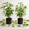 Night Blooming Jasmine Live Plants (Set of 2) - 4-6 Inch Fragrant Flowering Shrubs - Image 1