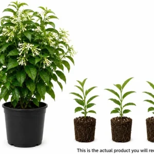 Night Blooming Jasmine Live Plants - Set of 3, 4-6 Inches Tall, Night Scented Jessamine for Patio & Garden - Image 4