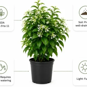 Night Blooming Jasmine Live Plants - Set of 3, 4-6 Inches Tall, Night Scented Jessamine for Patio & Garden - Image 5