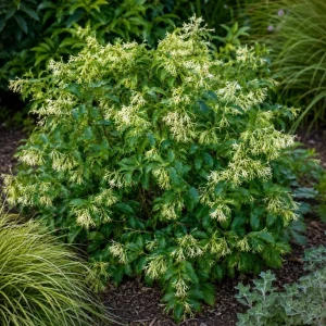 Night Blooming Jasmine Live Plants - Set of 3, 4-6 Inches Tall, Night Scented Jessamine for Patio & Garden - Image 6